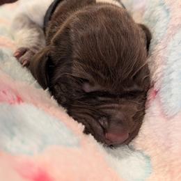 German Shorthaired Pointer Puppies from Hanaway GSPs