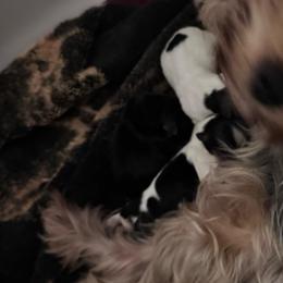 Colby Jack - Black and tan male Yorkshire Terrier puppy in Kingston, Oklahoma from Lake Life