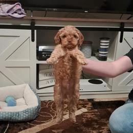 Aussiedoodle and Cockapoo Puppies from Ouachita River Cockapoos