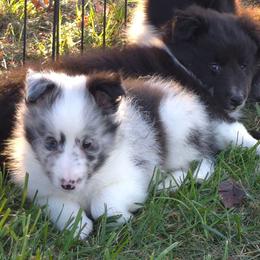 Peanut - Black and white male Shetland Sheepdog puppy in Luray, Missouri from Krayola Shelties
