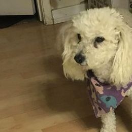 Poodles from K&L Toney Corporation