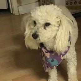 Poodles from K&L Toney Corporation