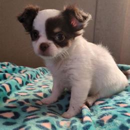 Diamond - Chocolate and white female Chihuahua puppy in Amity, Pennsylvania from Baxters Chihuahuas