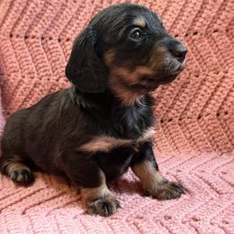 Girl 4 - female Dachshund puppy in New Ross, Indiana from Spring Brook Farms, LLC