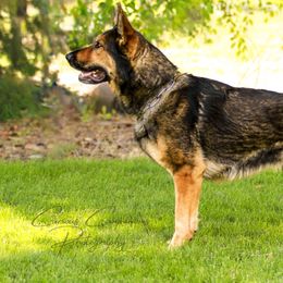 Aero - German Shepherd