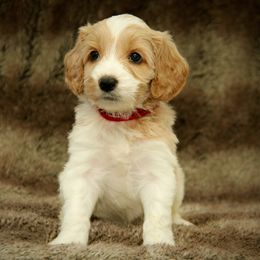 Sven - Apricot male Australian Labradoodle puppy in Stanwood, Washington from Victoria Creek Australian Labradoodles