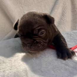French Bulldog Puppies from Hope Mountain French Bulldogs