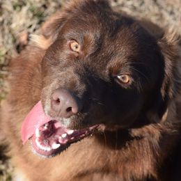 Freddy - Australian Shepherd