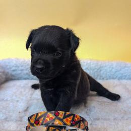 Meatball - male Patterdale Terrier puppy in Yucaipa, California from Moormont Kennels