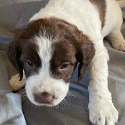 yellow collar - Sporty Mix puppy in Ferndale, Washington from Juanita’s Springers