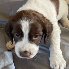 yellow collar - Sporty Mix puppy in Ferndale, Washington from Juanita’s Springers