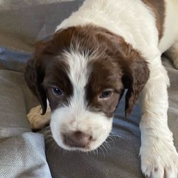 yellow collar - Sporty Mix puppy in Ferndale, Washington from Juanita’s Springers