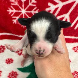 Black collar girl - Parti female Miniature Schnauzer puppy in Oneonta, Alabama from Murphree Valley Kennels
