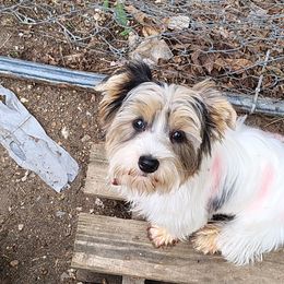Mabel - Yorkshire Terrier