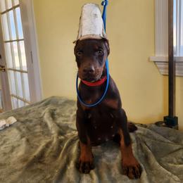 Red Collar Girl - Red and rust female Doberman Pinscher puppy in Clinton, Arkansas from Shakarri Irish Setters