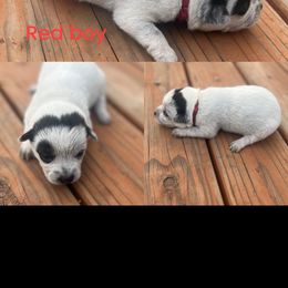 Red boy - Blue male Australian Cattle Dog puppy in Oregon from Willamette Valley Heelers