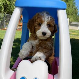 Heart - Red  female Goldendoodle puppy in Clinton, Utah from Golden Law Kennels