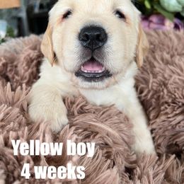 Golden Retriever Puppies from Gaddis Golden Retrievers