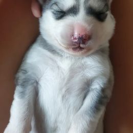 Siberian Husky Puppies from Canace Siberians