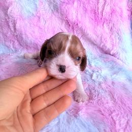 Victoria - Blenheim female Cavalier King Charles Spaniel puppy in Knoxville, Tennessee from Rocky Top Cavapoos