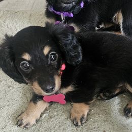 Mini - Dachshund puppy from Royal Purple Doxies