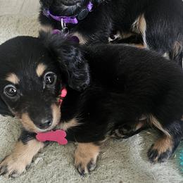 Mini - Dachshund puppy from Royal Purple Doxies