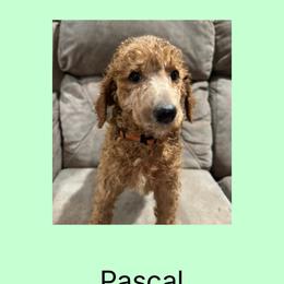 AKC Standard poodle Pascal - Apricot male Poodle puppy in Harrisburg, Arkansas from Ransone’s Ridge Runners Poodles and Doodles
