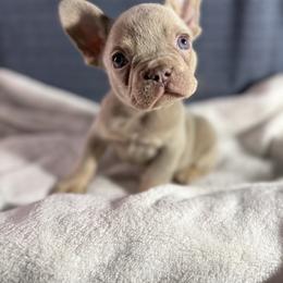 Girl 1 - Tricolors female French Bulldog puppy in Minco, Oklahoma from Findley’s Furbabies