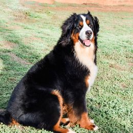 Stella - Bernese Mountain Dog