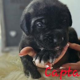 Captain - Brindle male Mastiff puppy in Linton, Indiana from Riggins Mastiffs and Danes
