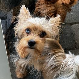 Zoey - Yorkshire Terrier