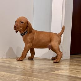 Boy 5 - male Vizsla puppy in Sheridan, Indiana from Glory Days Vizslas