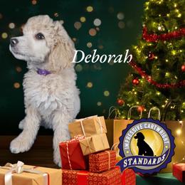 Poodle Puppies from Impressive Cartwright Poodles