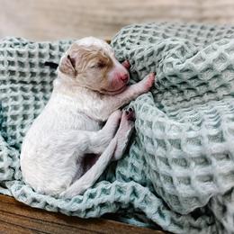 Dancer - Parti female Goldendoodle puppy in Montgomery, Texas from Dacus Doodles