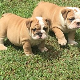 Bulldog and French Bulldog Puppies from Crystals Bulldog Bungalow