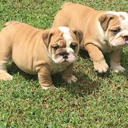 Bulldog and French Bulldog Puppies from Crystals Bulldog Bungalow
