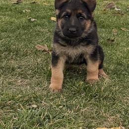 Heather - Black and red female German Shepherd puppy in Whitewater, California from Vom Haus Metzler Shepherds