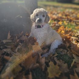 Gloss - Cream female Poodle puppy in Mcbain, Michigan from Northern Creek