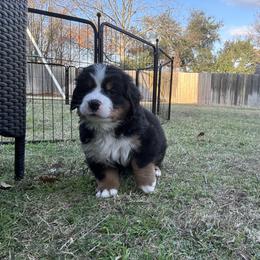 Bernese Mountain Dog Puppies from Julia Bonds