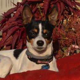 Basenjis and Toy Fox Terriers from Buck Iron Stables Kennel