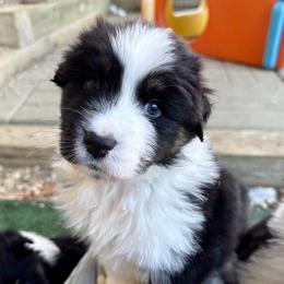 Scott - Black tri-color male Australian Shepherd puppy in Putnam County, New York from Highland Haven Australian Shepherds