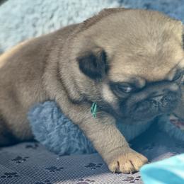 Blue - Fawn male Pug puppy in Baylis, Illinois from Cameo's Pugs
