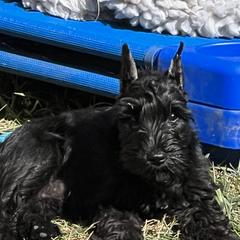 Stetson - Miniature Schnauzer