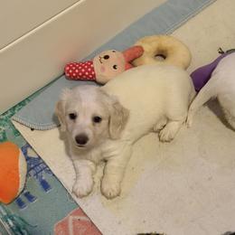 Cream dapple male - Dapple male Dachshund puppy in Jacksonville, Florida from Little Lords & Ladies Dachshunds