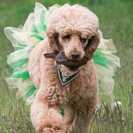 Lola - Poodle