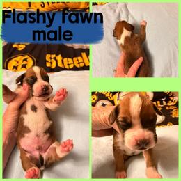 Flashy fawn boy 3 - Fawn male Boxer puppy in Evington, Virginia from Buffalo Creek Boxers