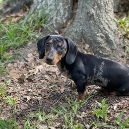 Greta - Dachshund