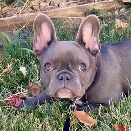 French Bulldog All Grown Up from Frenchie & Co.