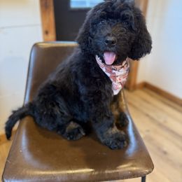 Lucky - Black male Bernedoodle puppy in Bellevue, Iowa from Blended Acres & Kennels