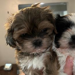 Trixie (Hope) - Black and tan female Shih Tzu puppy in Reading, Michigan from You Little Shih-tzu’s 😊
